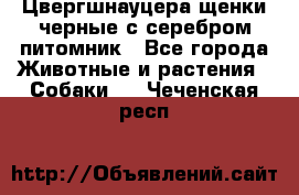 Цвергшнауцера щенки черные с серебром питомник - Все города Животные и растения » Собаки   . Чеченская респ.